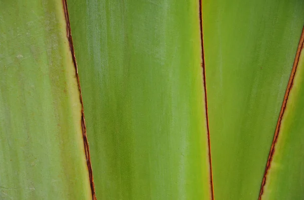 Green texture of traveler's tree — Stock Photo, Image