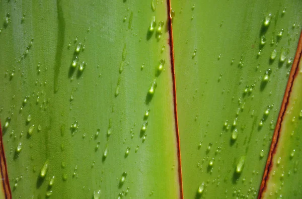 Wassertropfen auf Baum eines Reisenden — Stockfoto