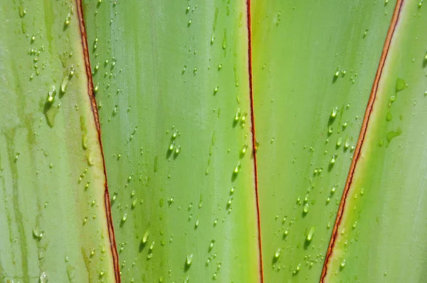 Wassertropfen auf Baum eines Reisenden — Stockfoto