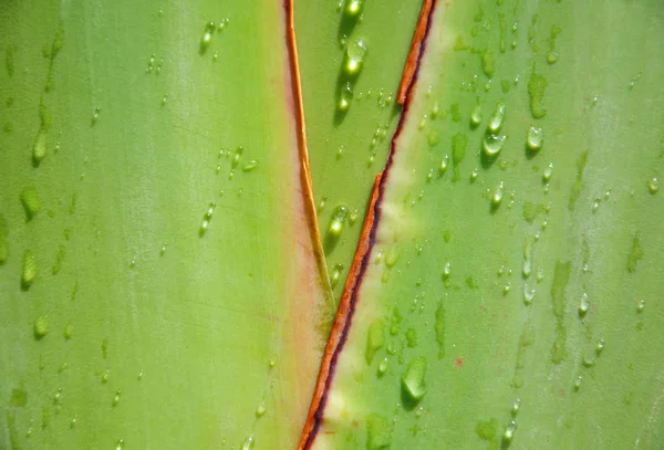 Wassertropfen auf Baum eines Reisenden — Stockfoto