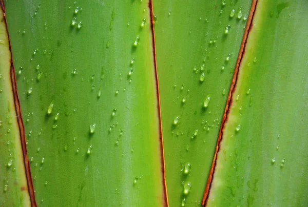 Wassertropfen auf Baum eines Reisenden — Stockfoto