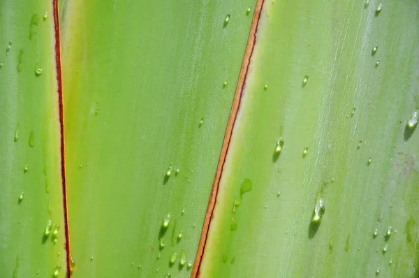 Wassertropfen auf Baum eines Reisenden — Stockfoto