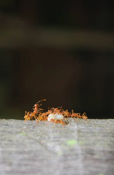 Ants on trunk and their larvae — Stock Photo, Image