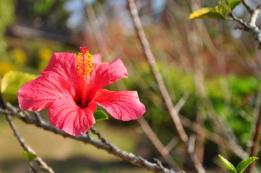 Güzel pembe Hibiscus izole bulanıklık arka plan üzerinde