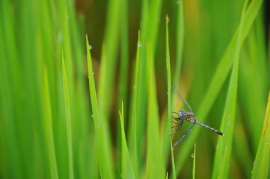 Yeşil yusufçuk çeltik pirinç