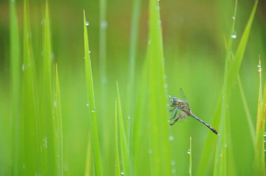 Yeşil yusufçuk çeltik pirinç