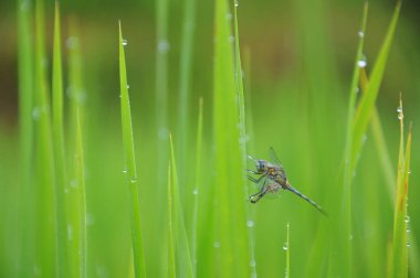 Yeşil yusufçuk çeltik pirinç