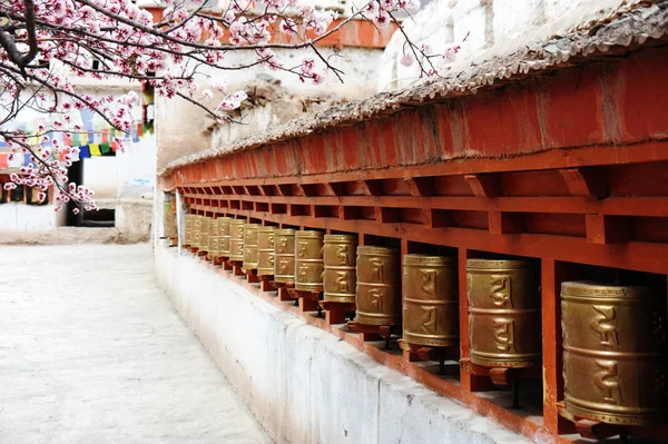 Roues de prière religieuses et belle fleur d'abricot dans le vieux — Photo