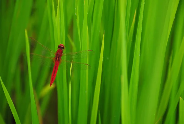 Libélula roja en el arroz con cáscara —  Fotos de Stock