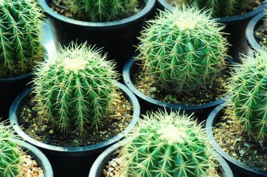 Saksı kaktüs bitki qrowing