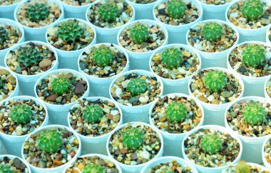 Saksı kaktüs bitki qrowing