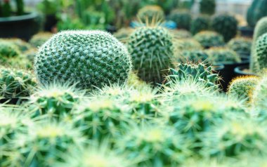 Saksı kaktüs bitki qrowing