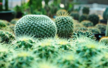 Saksı kaktüs bitki qrowing