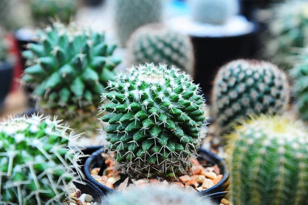 Pianta di cactus qrowing in vaso da fiori — Foto Stock