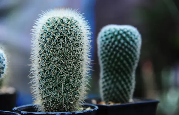 Pianta di cactus qrowing in vaso da fiori — Foto Stock