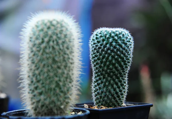 Kaktus rostliny qrowing do květináče — Stock fotografie