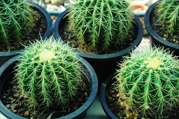 Pianta di cactus qrowing in vaso da fiori — Foto Stock