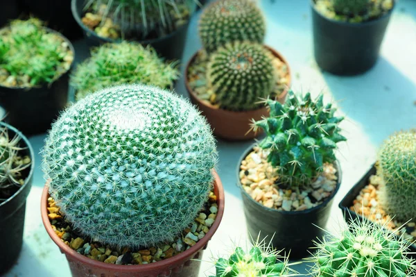 Pianta di cactus qrowing in vaso da fiori — Foto Stock