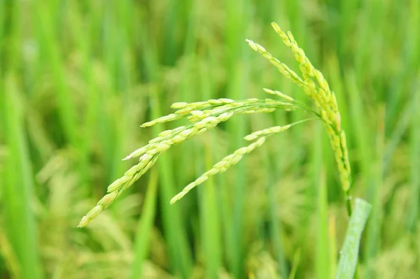 Close up de espigão de arroz — Fotografia de Stock