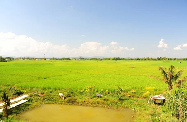 Campo de arroz vista en Nan, Tailandia — Foto de Stock