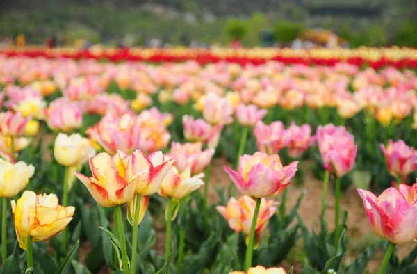 Giardino dei tulipani in srinagar, kashmir, india Foto Stock Royalty Free