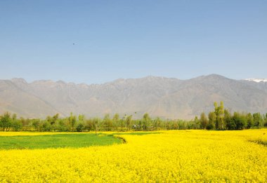 Keşmir, Hindistan güzel hardal alanında arka planda Dağı