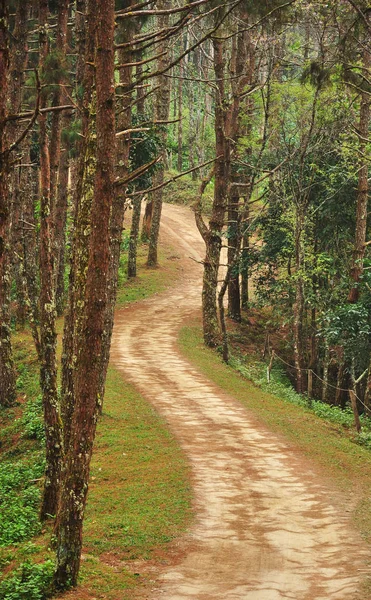 Camina por la selva — Foto de Stock