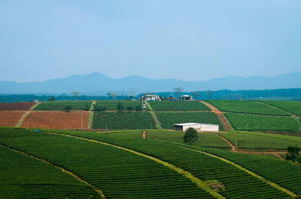 Plantación de té en Bao Loc, provincia de Lam Dong, Vietnam . —  Fotos de Stock