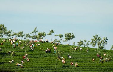 Çay Lam Dong Eyaleti, vietnam dağlık hasat Bao Loc, Vietnam, Mayıs 2017, işçi.