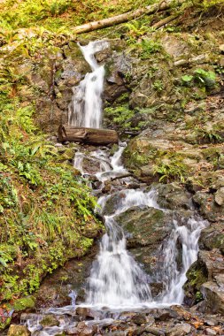 Şelale kayın ormanın içinde.