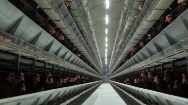 Yumurta üretimi için tavuk çiftliği. Çiftlikteki kuşlar. Tavuk katmanları için ekipman. Otomatik tavuk besleme.