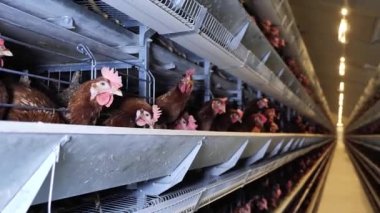 Yumurta üretimi için tavuk çiftliği. Çiftlikteki kuşlar. Tavuk katmanları için ekipman. Otomatik tavuk besleme.