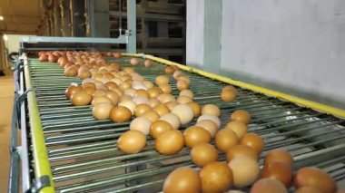 Yumurta üretimi için tavuk çiftliği. Çiftlikteki kuşlar. Tavuk katmanları için ekipman. Otomatik yumurta toplama. Otomatik yumurta toplama mekanizması.