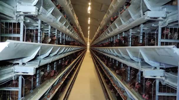 Kippenboerderij Voor Eierproductie Vogels Boerderij Apparatuur Voor Het Houden Van — Stockvideo