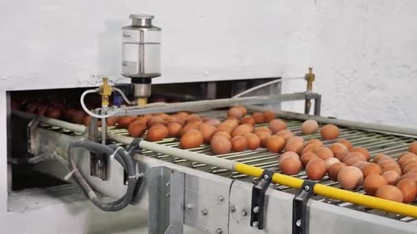 Tojástermelésre Szánt Csirkefarm Madarak Farmon Csirkecsaládok Tartására Szolgáló Berendezések Automatizált — Stock videók