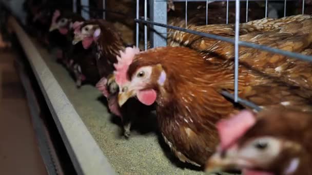 Куриная Ферма Производству Яиц Птицы Ферме Оборудование Хранения Куриных Слоев — стоковое видео