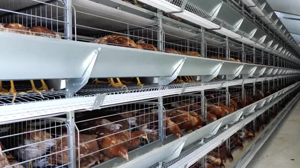 Chicken Farm Egg Production Birds Farm Equipment Keeping Chicken Layers — Stock Video