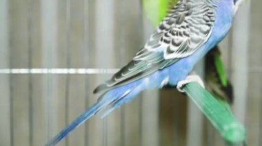 İki farklı renkte papağan. Mavi ve yeşil papağan yan yana oturur. Papağan oğlan ve kız birlikte yaşıyor..