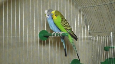 İki farklı renkte papağan. Mavi ve yeşil papağan yan yana oturur. Papağan oğlan ve kız birlikte yaşıyor..