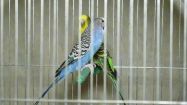 İki farklı renkte papağan. Mavi ve yeşil papağan yan yana oturur. Papağan oğlan ve kız birlikte yaşıyor..