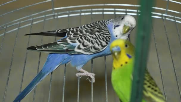 Dos Loros Multicolores Loro Azul Verde Sientan Juntos Loros Chico — Vídeo de stock