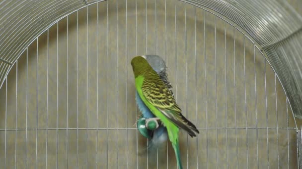 Due Pappagalli Multicolori Pappagallo Blu Verde Siedono Insieme Pappagalli Ragazzo — Video Stock