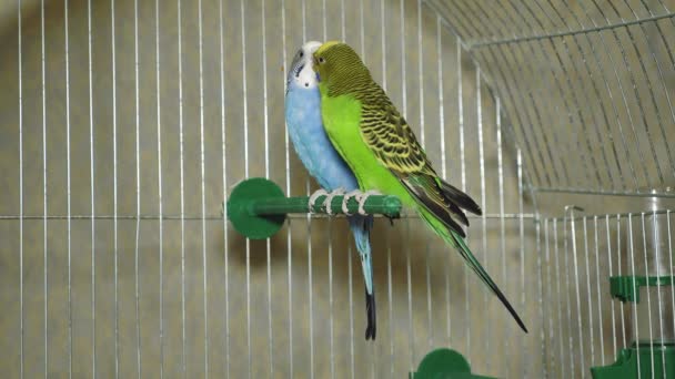 Δύο Πολύχρωμοι Παπαγάλοι Μπλε Και Πράσινος Παπαγάλος Κάθονται Μαζί Παπαγάλους — Αρχείο Βίντεο