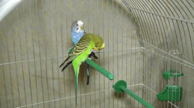 İki farklı renkte papağan. Mavi ve yeşil papağan yan yana oturur. Papağan oğlan ve kız birlikte yaşıyorlar. Muhabbet kuşu bacakları temizler..