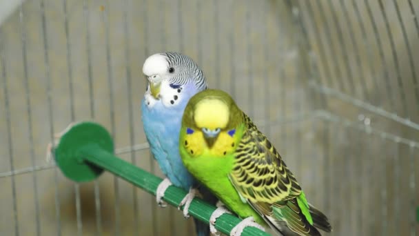 Two Multi Colored Parrots Blue Green Parrot Sit Together Parrots — Stock Video