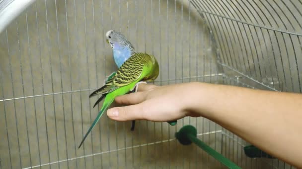 Två Flerfärgade Papegojor Blå Och Grön Papegoja Sitter Tillsammans Papegojan — Stockvideo