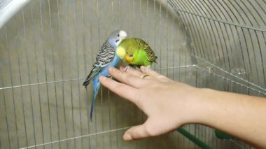 İki farklı renkte papağan. Mavi ve yeşil papağan yan yana oturur. Papağan kızların eline oturur..