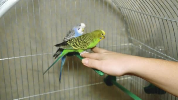 Två Flerfärgade Papegojor Blå Och Grön Papegoja Sitter Tillsammans Papegojan — Stockvideo
