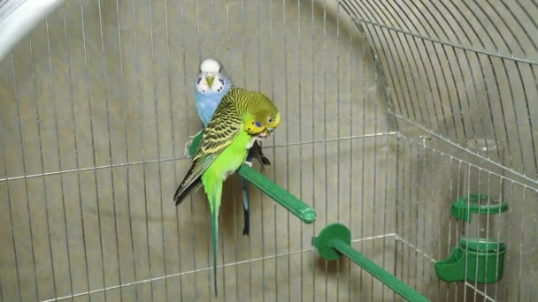 Dwie Wielobarwne Papugi Niebieska Zielona Papuga Siedzą Razem Papugi Mieszkają — Wideo stockowe