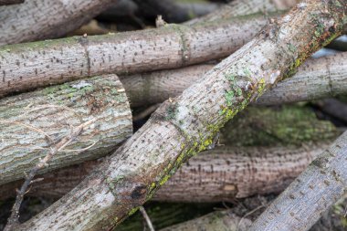 Rastgele üst üste dizilmiş tahta testeresi..